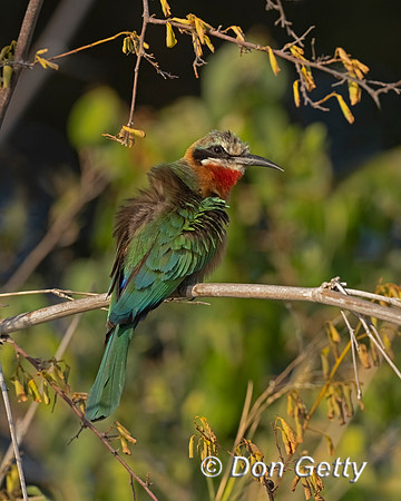 White-fronted Bee-eater