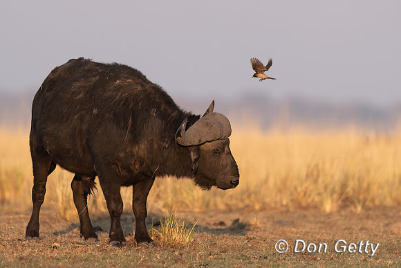 African Buffalo