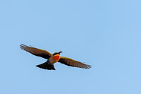 White-fronted Bee-eater