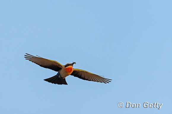White-fronted Bee-eater