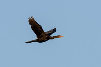 Reed Cormorant