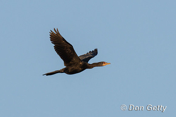 Reed Cormorant