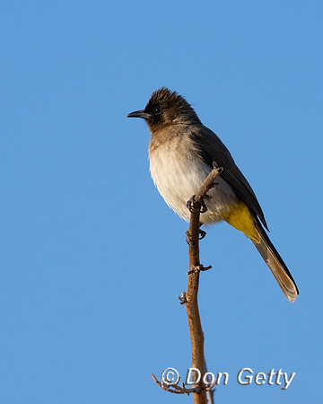 Dark-capped Bulbul