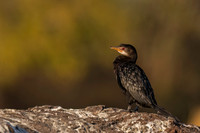 Reed Cormorant