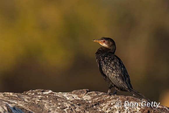Reed Cormorant