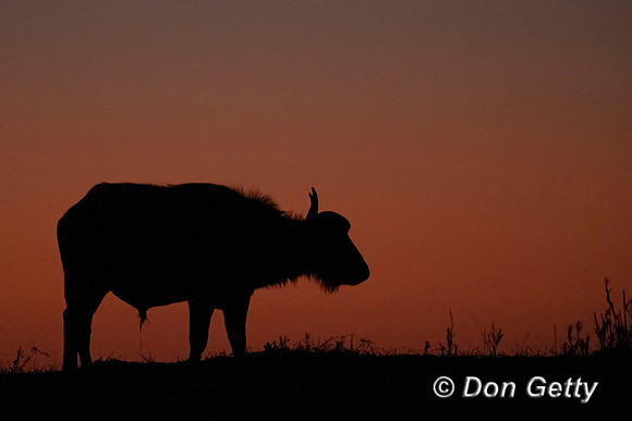African Buffalo