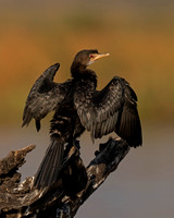 Reed Cormorant