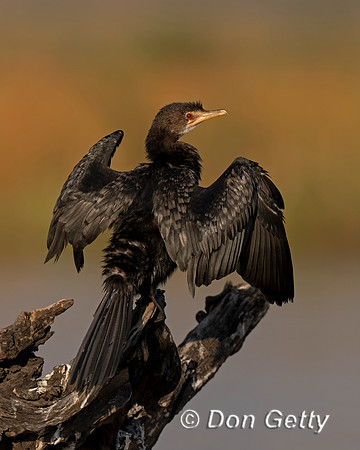 Reed Cormorant