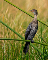 Reed Cormorant
