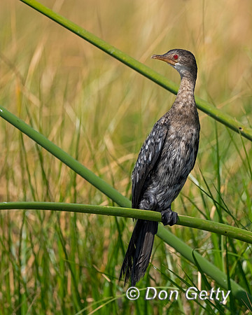 Reed Cormorant