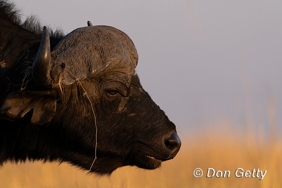 African Buffalo