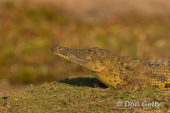Nile Crocodile