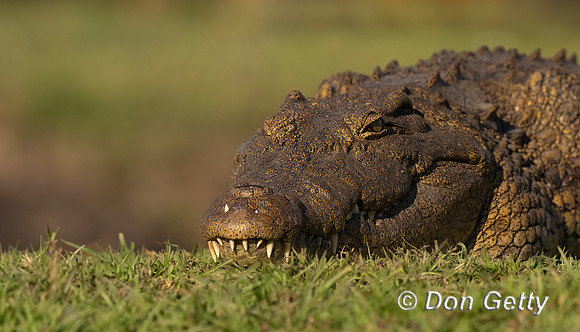 Nile Crocodile