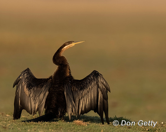 African Darter