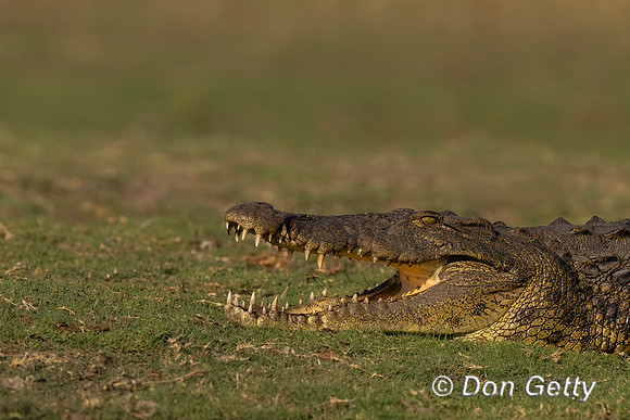 Nile Crocodile