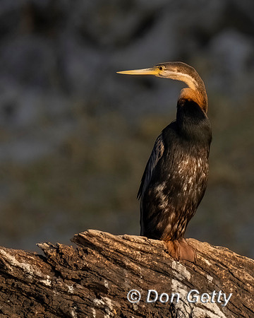 African Darter