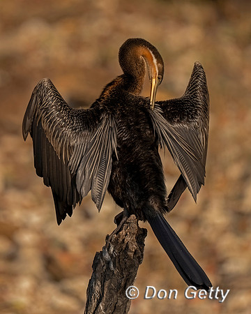 African Darter
