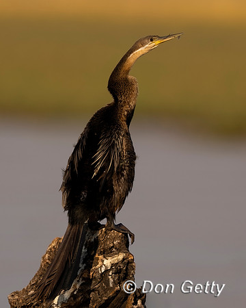 African Darter