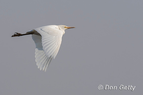 Intermediate Egret