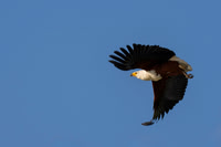 Fish Eagle