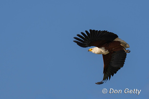 Fish Eagle