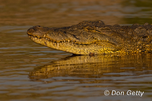 Nile Crocodile