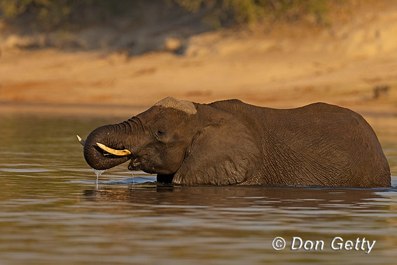 Elephant