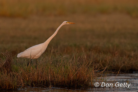 Great Egret