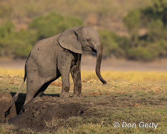 Elephant