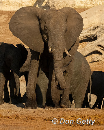 Elephant