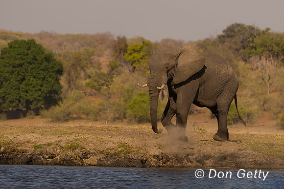 Elephant