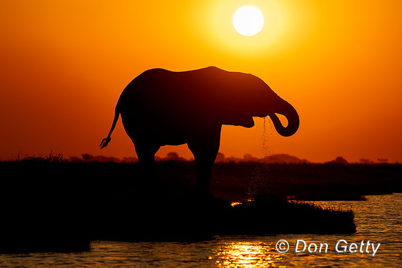 Elephant