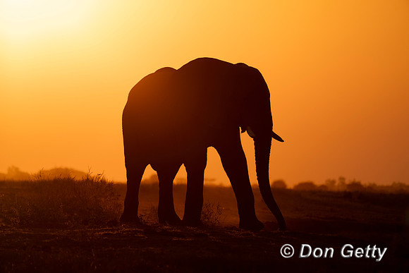 Elephant