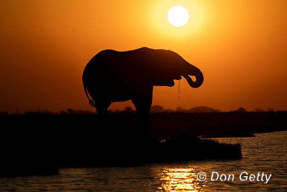 Elephant
