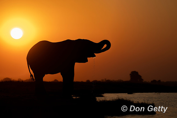 Elephant