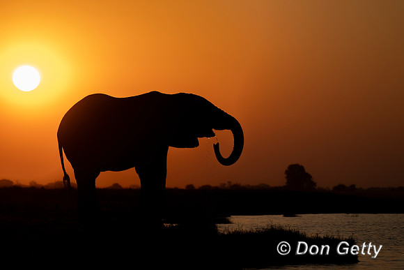 Elephant