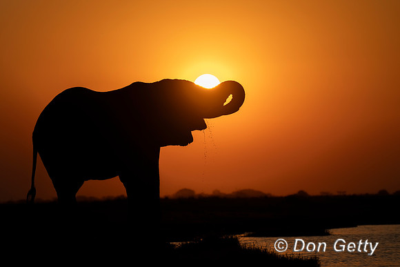 Elephant