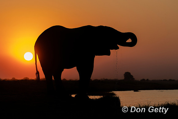 Elephant