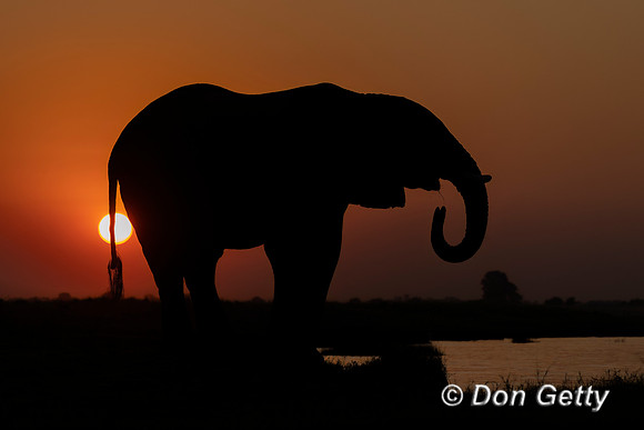 Elephant