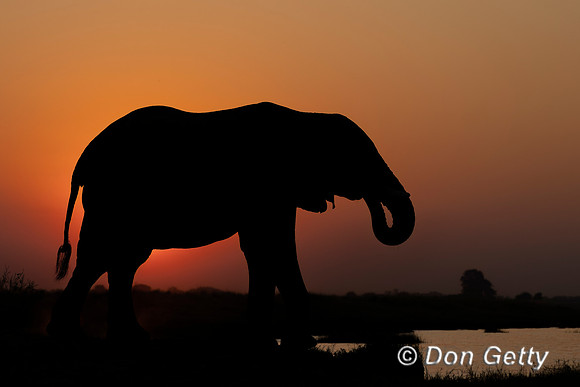 Elephant