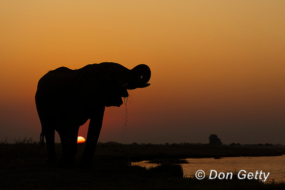 Elephant