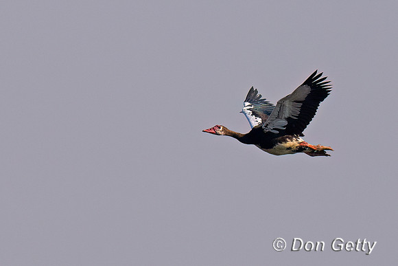 Spur-winged Goose