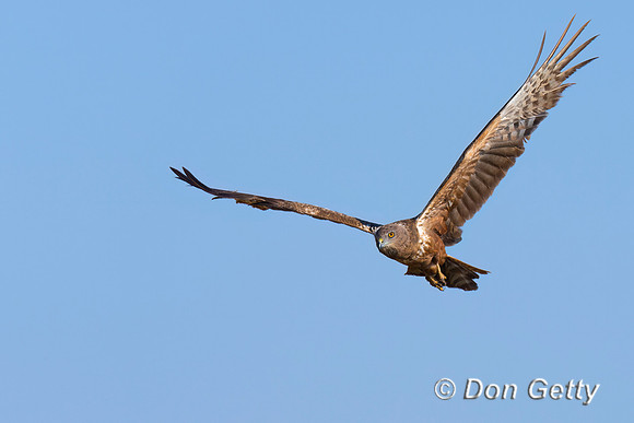 African Marsh Harrier