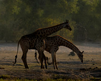 Giraffe, Southern