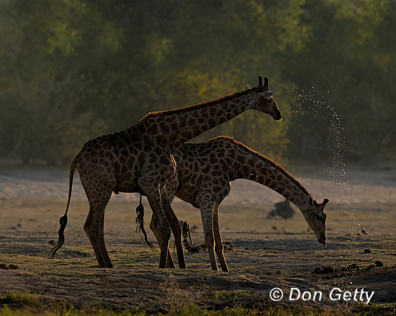 Southern Giraffe