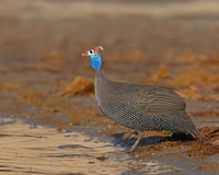 Helmeted Guineafowl