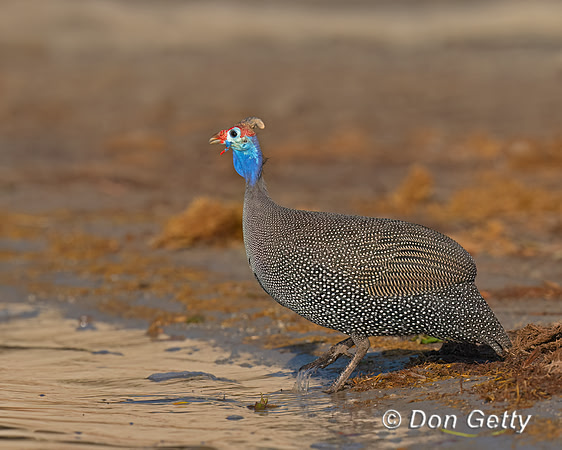 Helmeted Guineafowl