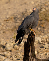 African Harrier-hawk