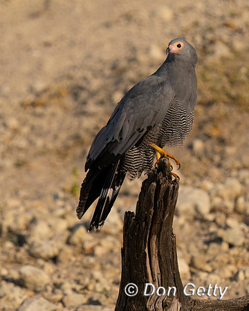 African Harrier-hawk