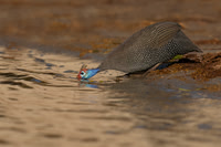 Helmeted Guineafowl